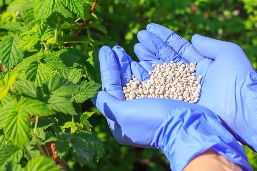 کود شیمیایی فسفر گیاهان باغچه را پژمرده می کند